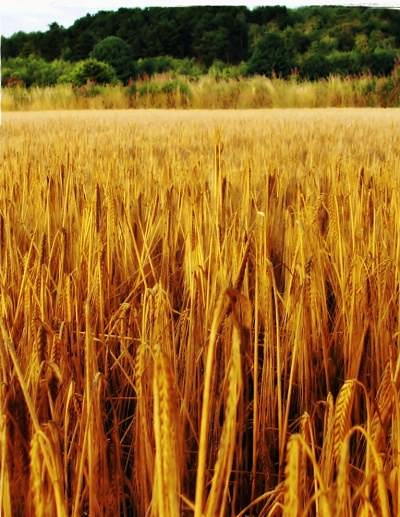 Зерновые культуры фото пшеницы
